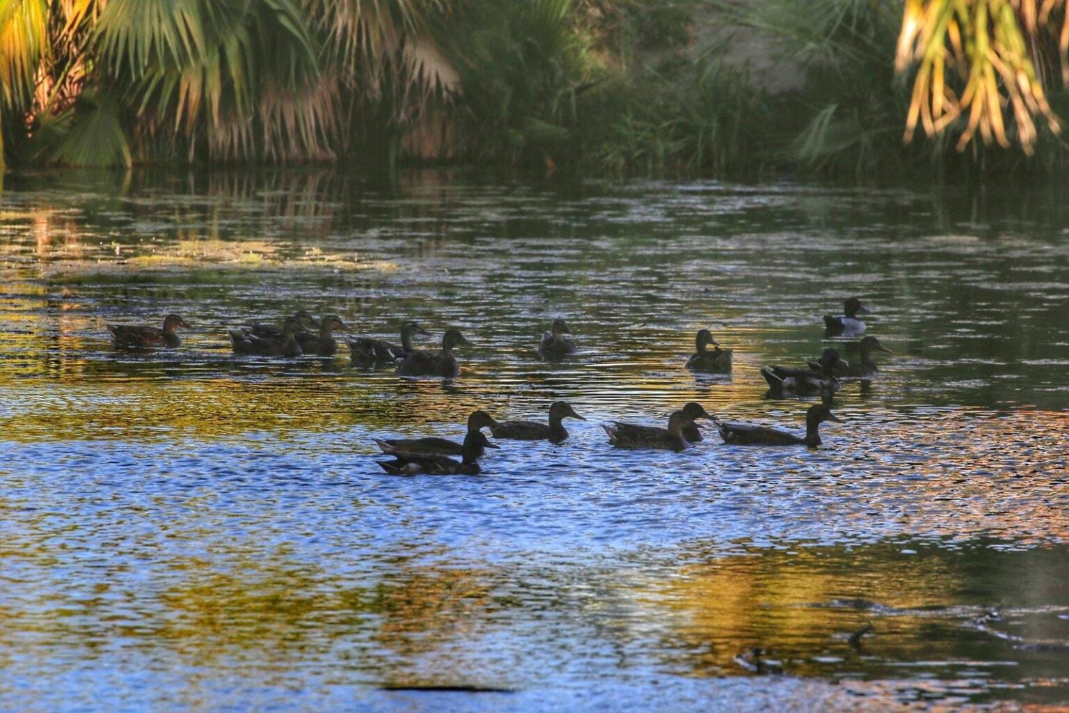 Palm Springs Newsletter